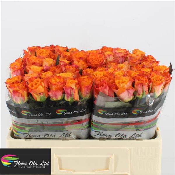 Rose MARIYO